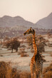 Vertical shot of a beautiful giraffe in i habitat on safari in the Okavanga, Delta, Botswana