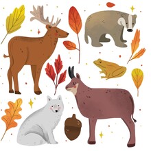 Hand Drawn Autumn Forest Animals Collection Vector Design Illustration