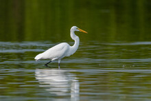 A Great Egret Watches  For Prey In A Lagoon In Florida.