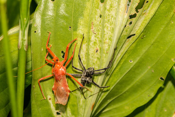 Wall Mural - Wheel Bug Molting (Arilus cristatus)