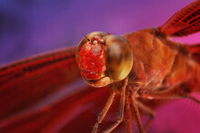 Close-up Of Insect Dragon Fly