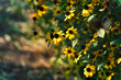 Yellow flowers and green leaves in autumn early morning in September in the rays of sunlight