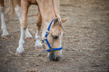 Wall Mural - beige horse on a ranch