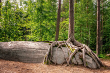 Tree Grows On Large Stone With Roots Covering Rock