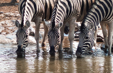 Poster - Shot of three zebras drinking water from a waterhole