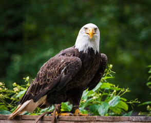 Poster - Portrait of a majestic bald eagle - a bird of prey perched on a wood log in a forest