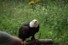 Portrait Of A Majestic Bald Eagle - A Bird Of Prey Perched On A Wood Log In A Forest