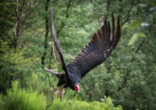 Majestic Turkey Vulture Flying With Wings Wide Open In The Woods