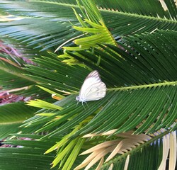 Wall Mural - butterfly under cycas leaf