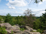 Fototapeta Natura - forêt de Fontainebleau