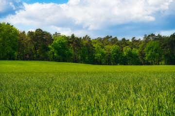 Canvas Print - Mesmerizing green field with high dense trees under a cloudy sky