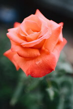 Vertical Shot Of A Blooming Orange Rose Flower