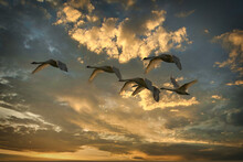 Low Angle View Of Seagulls Flying In Sky