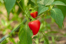 Closeup Of The Growing Fresh Red Bell Pepper In The Garden