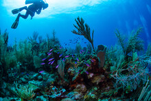Scuba Diver And Coral Reef