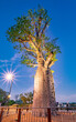 The 'Gija Jumulu', a 750-year-old boab tree ('Adansonia gregorii') that was transported 3200 kms to its new home in Kings Park and Botanic Garden, Perth, Western Australia