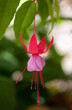 Red and magenta colored blooming 'Fuchsia' sp. plant growing in home garden in Adelaide Hills of South Australia