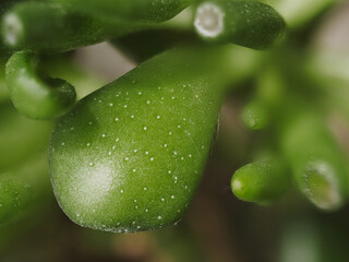 Tokyo,Japan - September 21, 2021: Closeup of quaint and characteristic leaves of Crassula portulacea f. monstrosa
