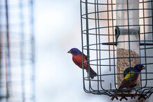 Bright Male Painted Bunting Bird Passerina Ciris Forages For Food In A Bird Feeder