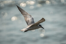 Whiskered Tern Flying Over Shimmering Ocean