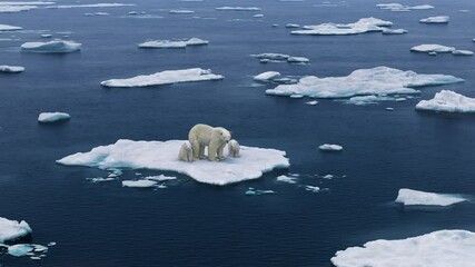 three polar bears are walking on the melting arctic sea ice. warming temperatures gradually melt gla
