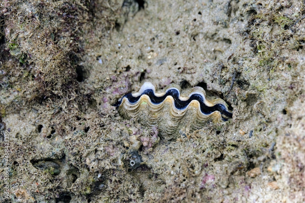 オオシャコガイ, Giant clam, Shell Stock Photo | Adobe Stock