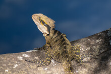 Close-up Of Eastern Water Dragon Intellagama Lesueurii Lesueurii On A Tree Overlooking A River