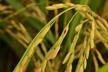 Rice Disease, Dirty Grain Panicle Disease