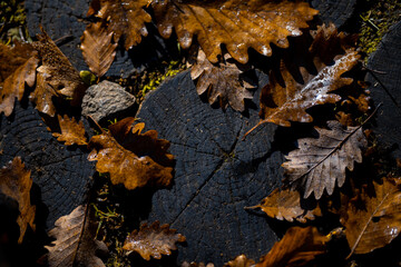 Poster - Fallen dried leaves on wooden pavement of a park