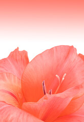 Wall Mural - Gradient background with pink flower close up