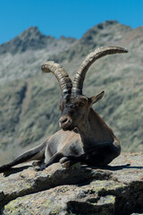 Sticker - Vertical shot of a wild goat lying on a rock of a mountain under sunlight