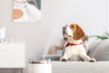 Wall Mural - Cute dog in room with modern humidifier