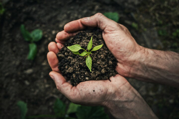 Gardener man hands close-up as holds fertile soil with growing green seedling. Spring garden planting process. Person arms put a plant in the ground. Earth day, ecology and environmental concept