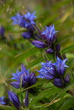 Fototapeta Maki - Gentiana asclepiadea, the willow gentian, is a species of flowering plant in the family Gentianaceae. Willow Gentian is a medium-tall, blue-flowering mountain herb