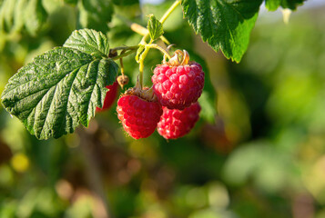 Bunch of ripe juicy sweet red raspberries growing on a branch in the garden