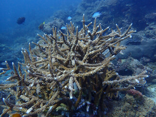 Underwater nature in Similan Islands, Thailand