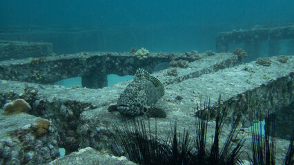 Poster - Underwater nature in Phuket, Thailand