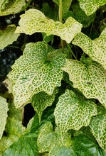 Green-yellow Leaves Have Wavy Leaves And Beautiful Leaf Veining Patterns.​ Texture