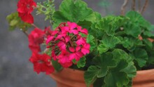Red Geranium Flowers With Green Leaves In A Pot
