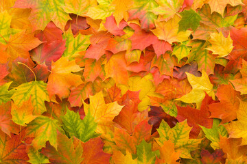 Wall Mural - Beautiful fresh bright colorful maple leaves background. Closeup. Autumn concept. Empty place for inspirational text, quote or sayings. Top down view.