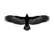 Soaring eagle stencil. Eagle engraving. Stencil art. Flying bird.