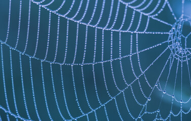 Fragment of a cobweb with dew drops in blue tones. Shallow depth of field.