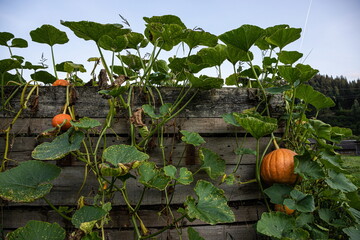 growing pumpkins in organic vegetable garden. harvest, autumn