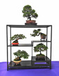 bonsai trees in pot isolated on white background
