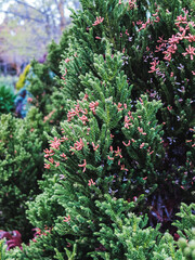 Wall Mural - Tree foliage