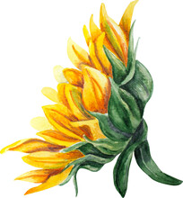 Sunflowers Season Watercolor Illustration. Sunflowers Leaves Hand Painted. Sunflowers Illustration