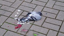 Body Of Dead Pigeon Bird Attacked By Cat Lying On Sidewalk Paving Without Help