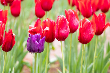 Wall Mural - Purple tulip growth among red tuplip background (Concept for differentiate from other, leader or unique)
