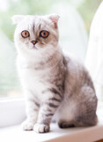 Fototapeta Koty - gray striped scottish fold kitten on windowsill