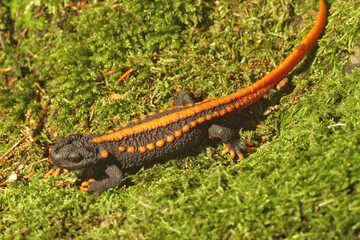 Poster - Closeup on a colorful , endangered Tiannan crocodile new, Tylototriton yangi